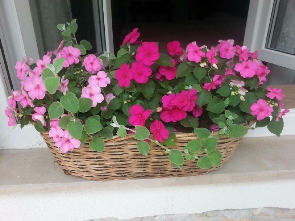 Rosa Apartman تْسْغيكفانِتْسا المظهر الخارجي الصورة